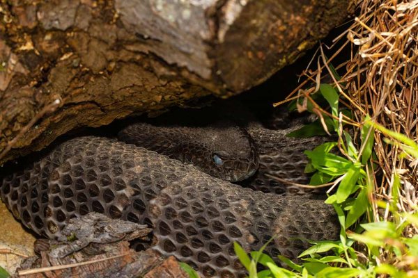 7 Ways Not To Die From A Rattlesnake Bite