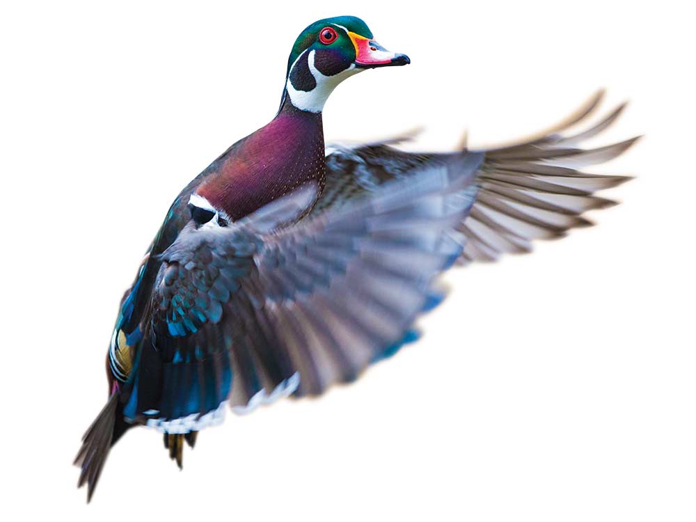 waterfowl flying in the air