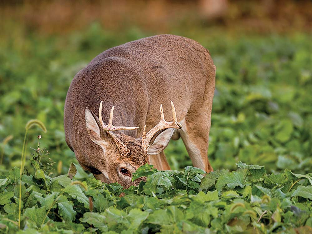 a deer eating in a food plot