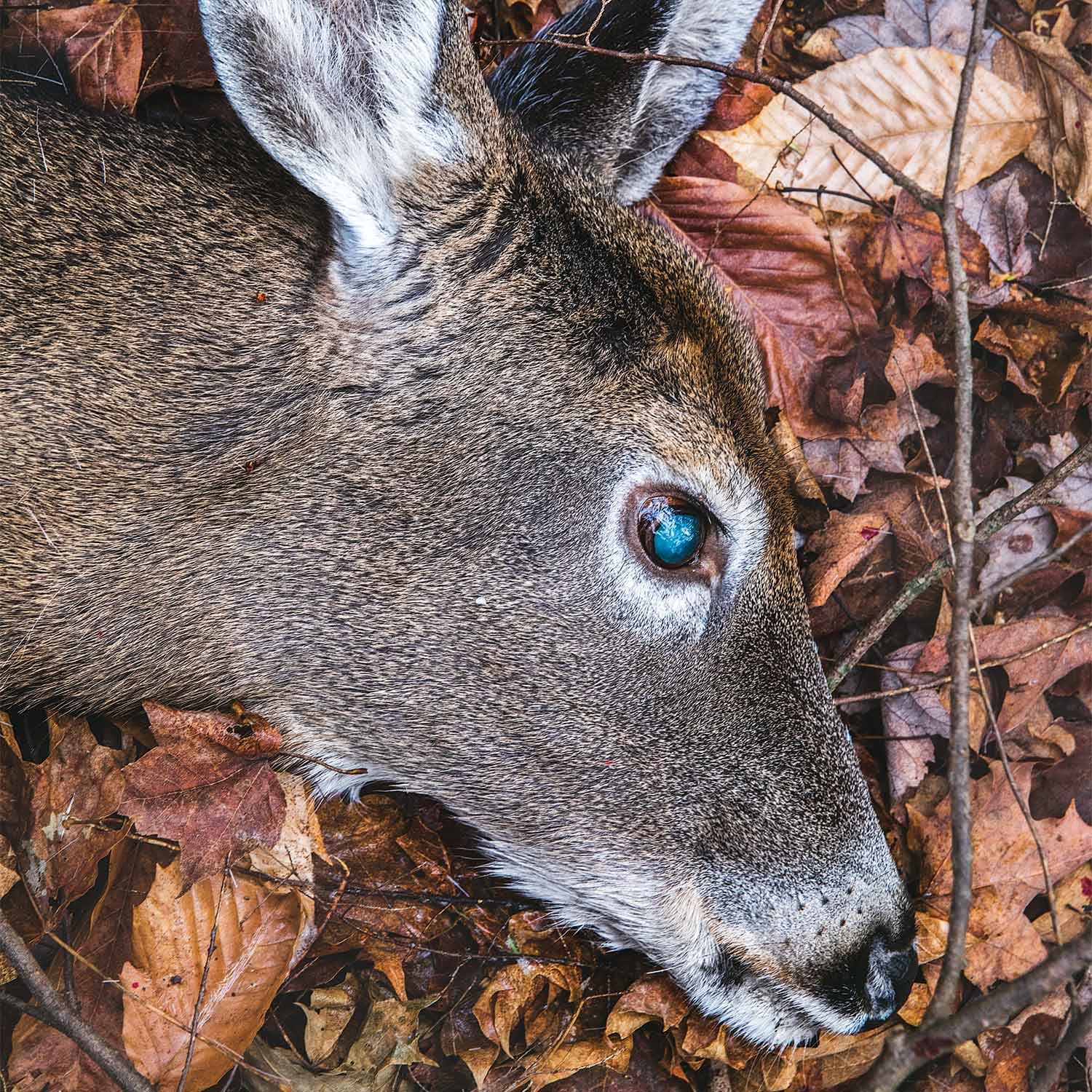 close up image of a doe head in fallen leaves