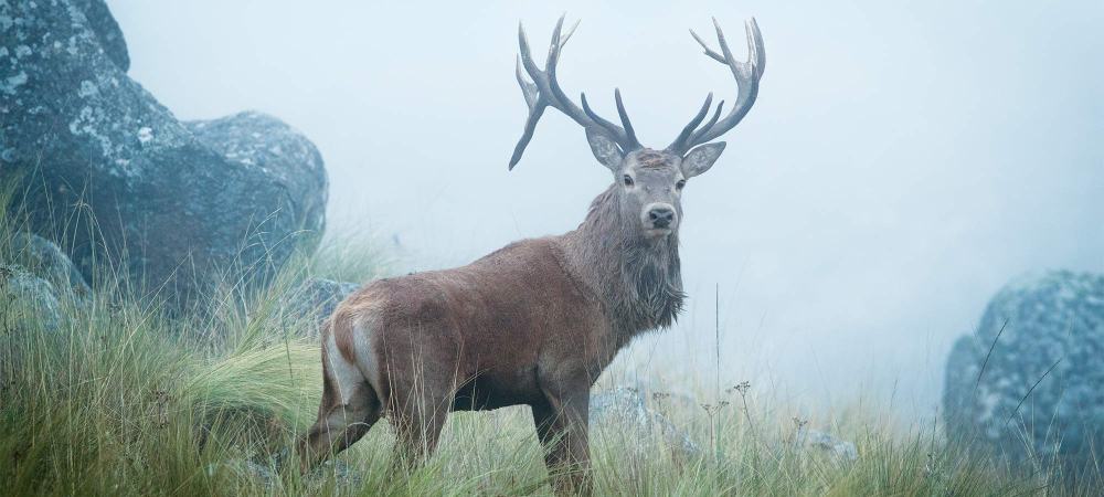 Hunting the Red Stags of Argentina on Horseback