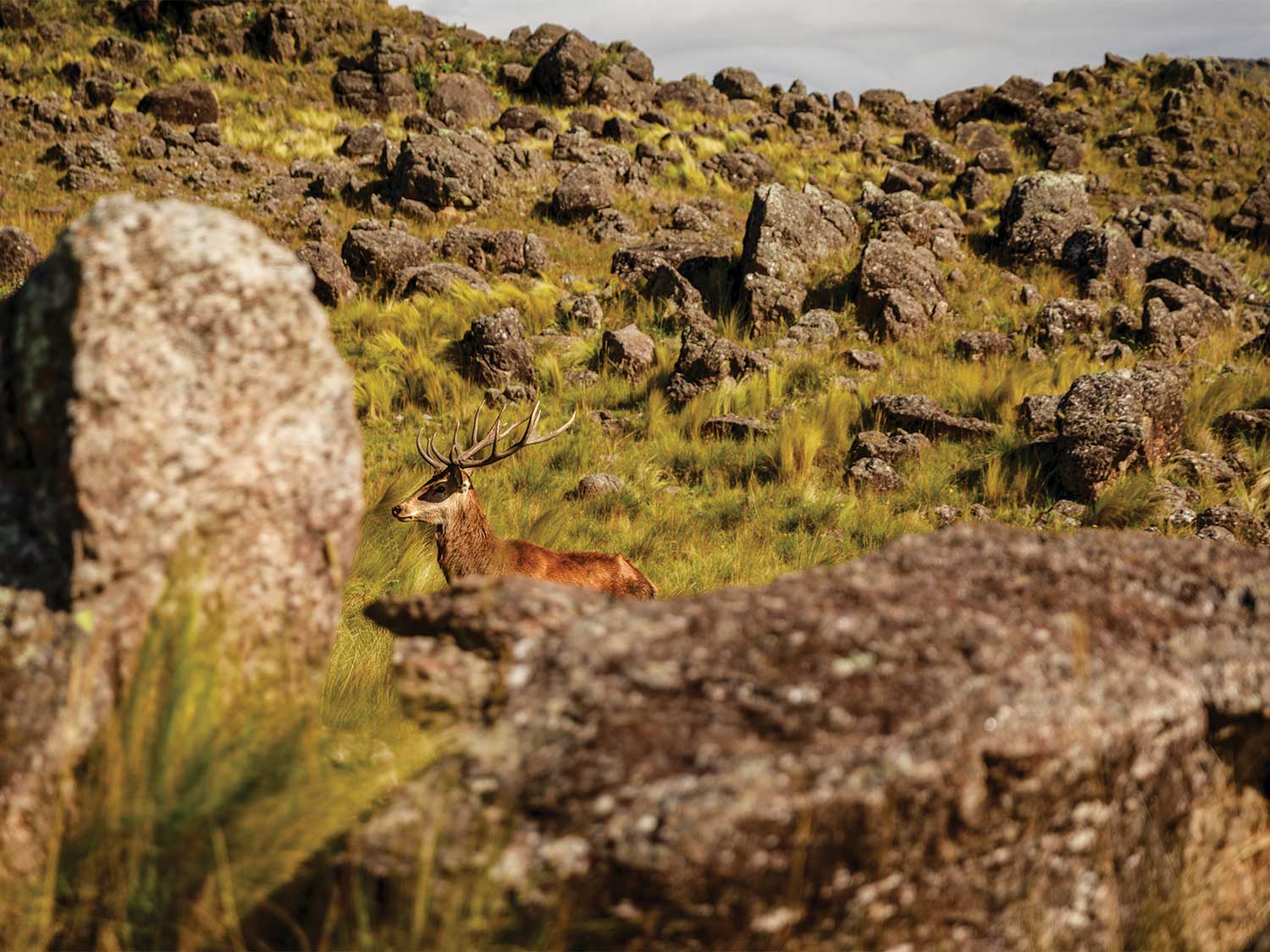 a red stag wandering through a rocky hillside