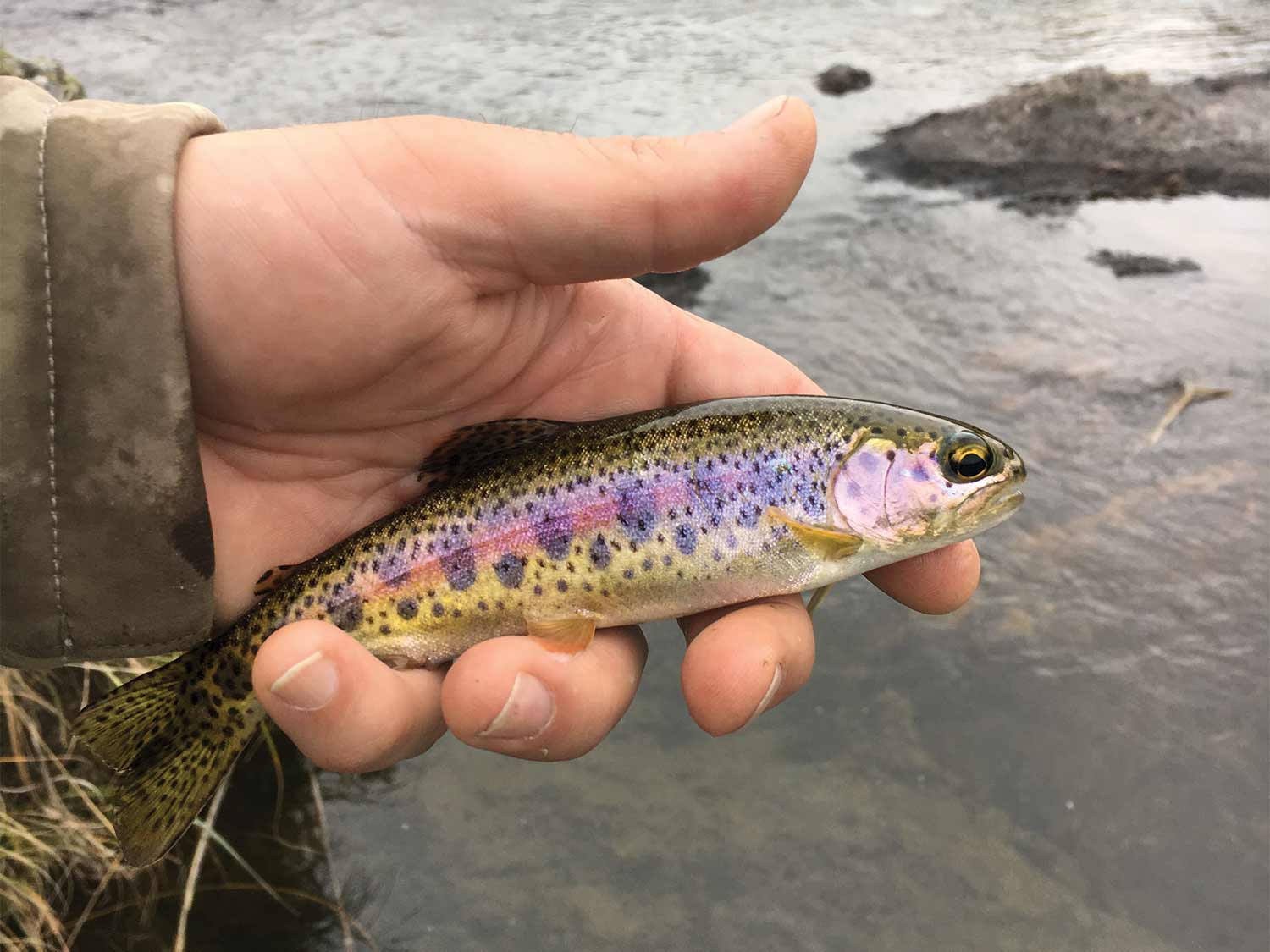 a small rainbow trout