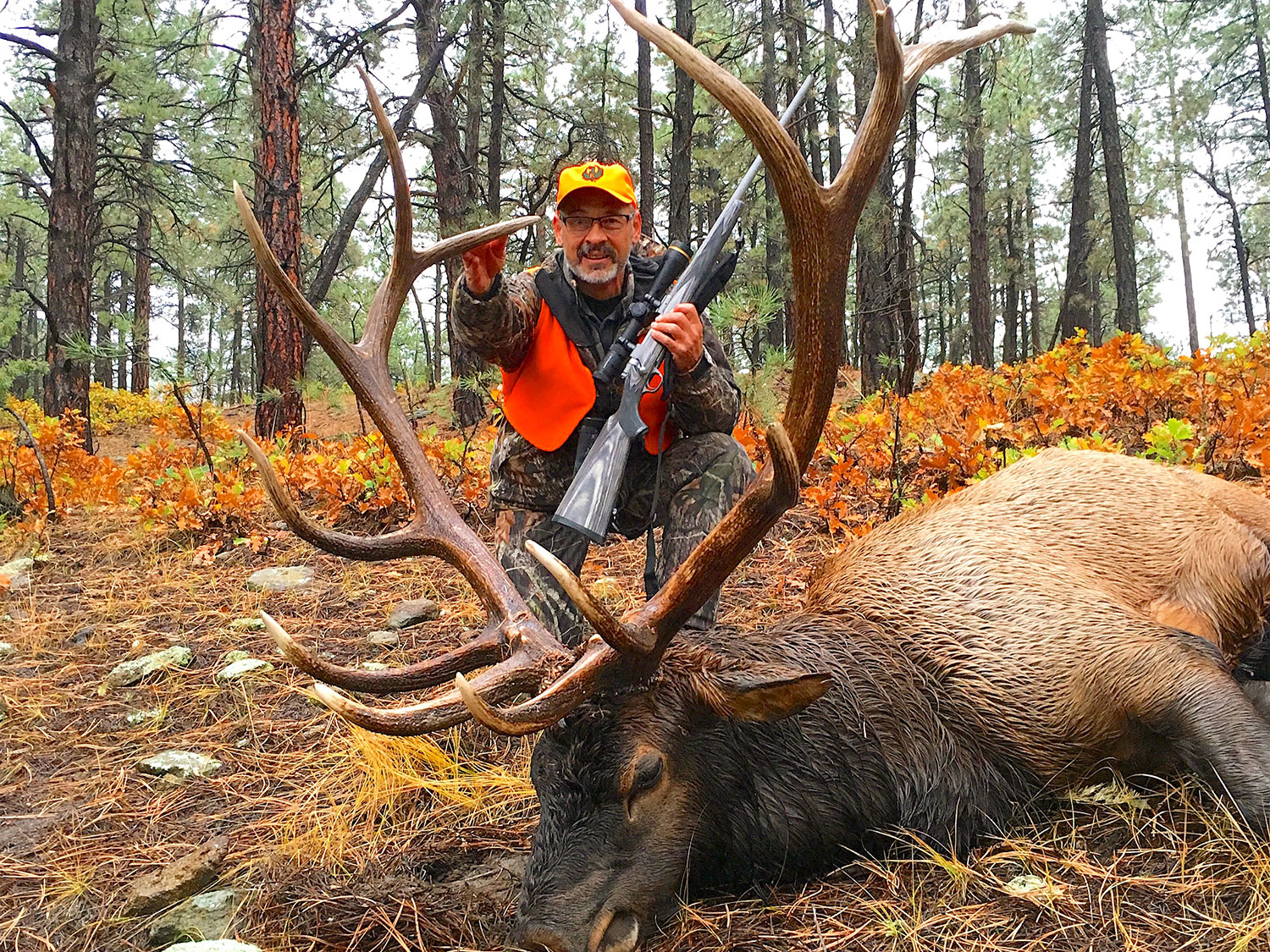Hunter and fallen Colorado bull elk