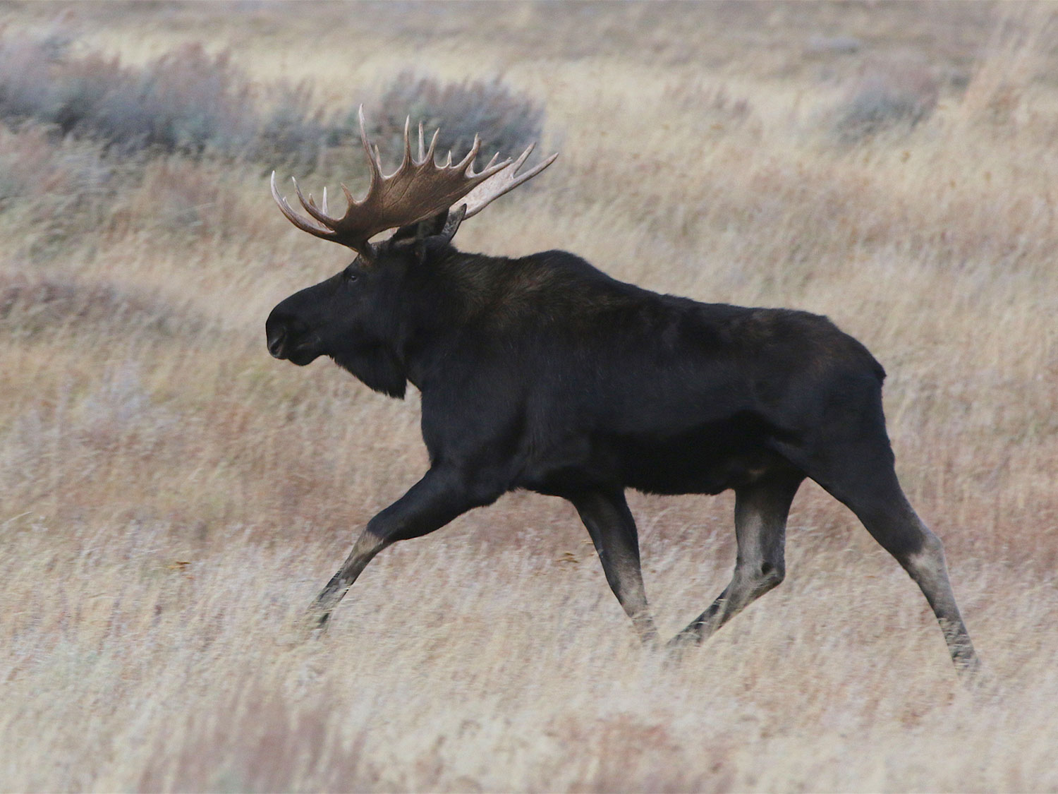 black moose in field