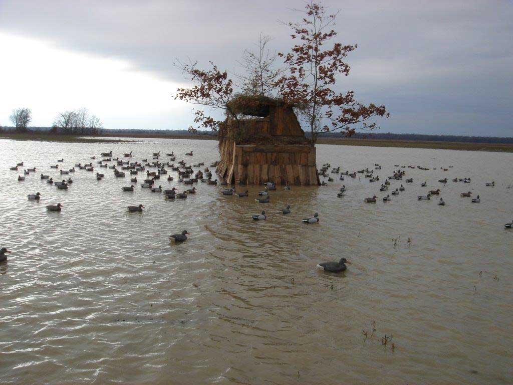 duck decoys in the water around a duck truck hunting blind