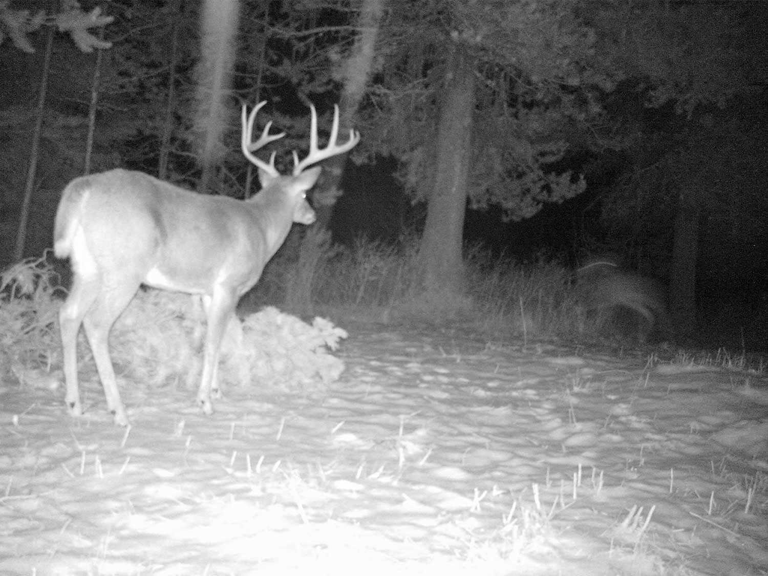 trail camera footage of a deer at night