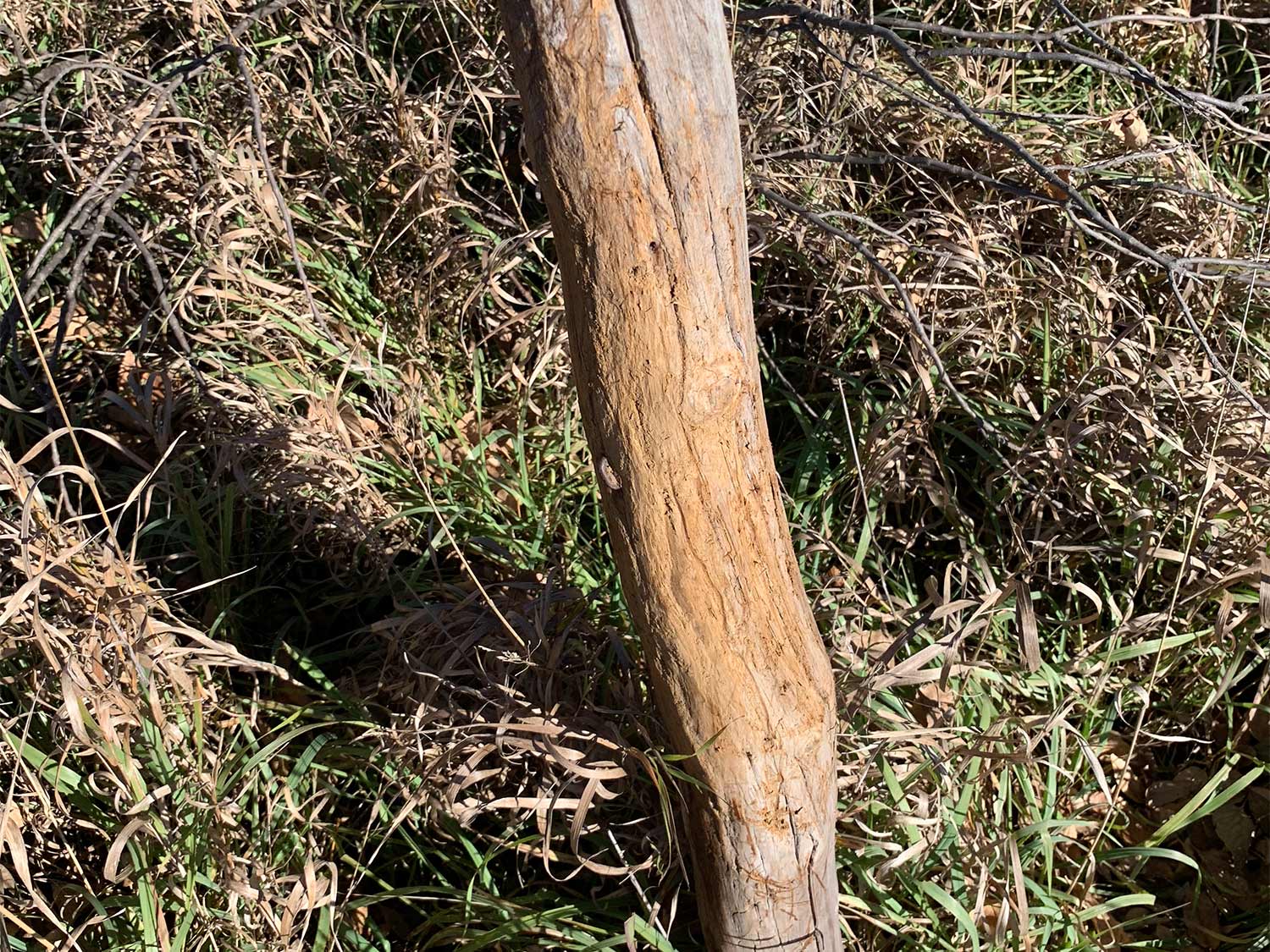 a wooden post scraped by a deer