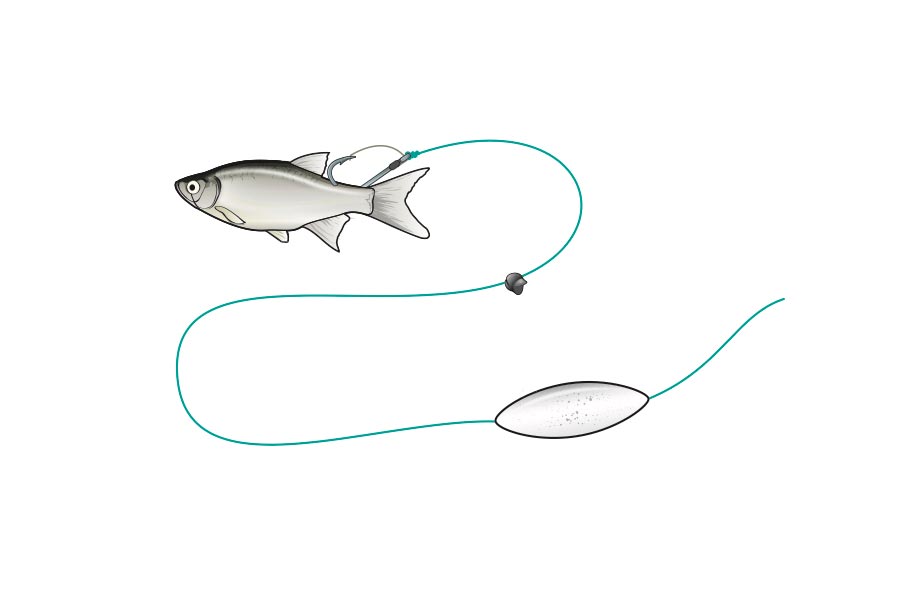 15 Bait Rigs That Will Catch Any Fish Anywhere