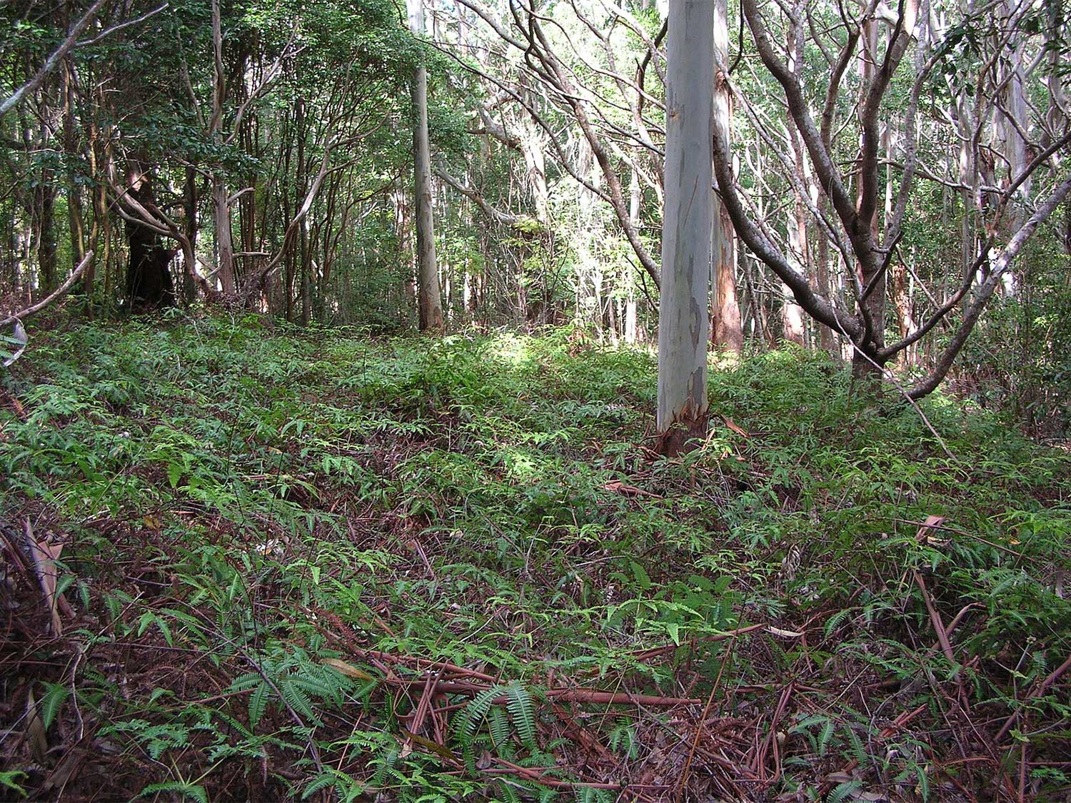 green forest grove in the makawao forest reserve