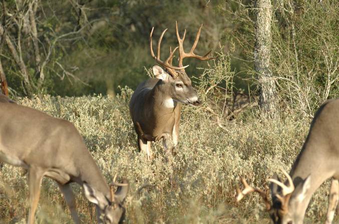 What Deer Hunters Should Know About the 2019 QDMA Report