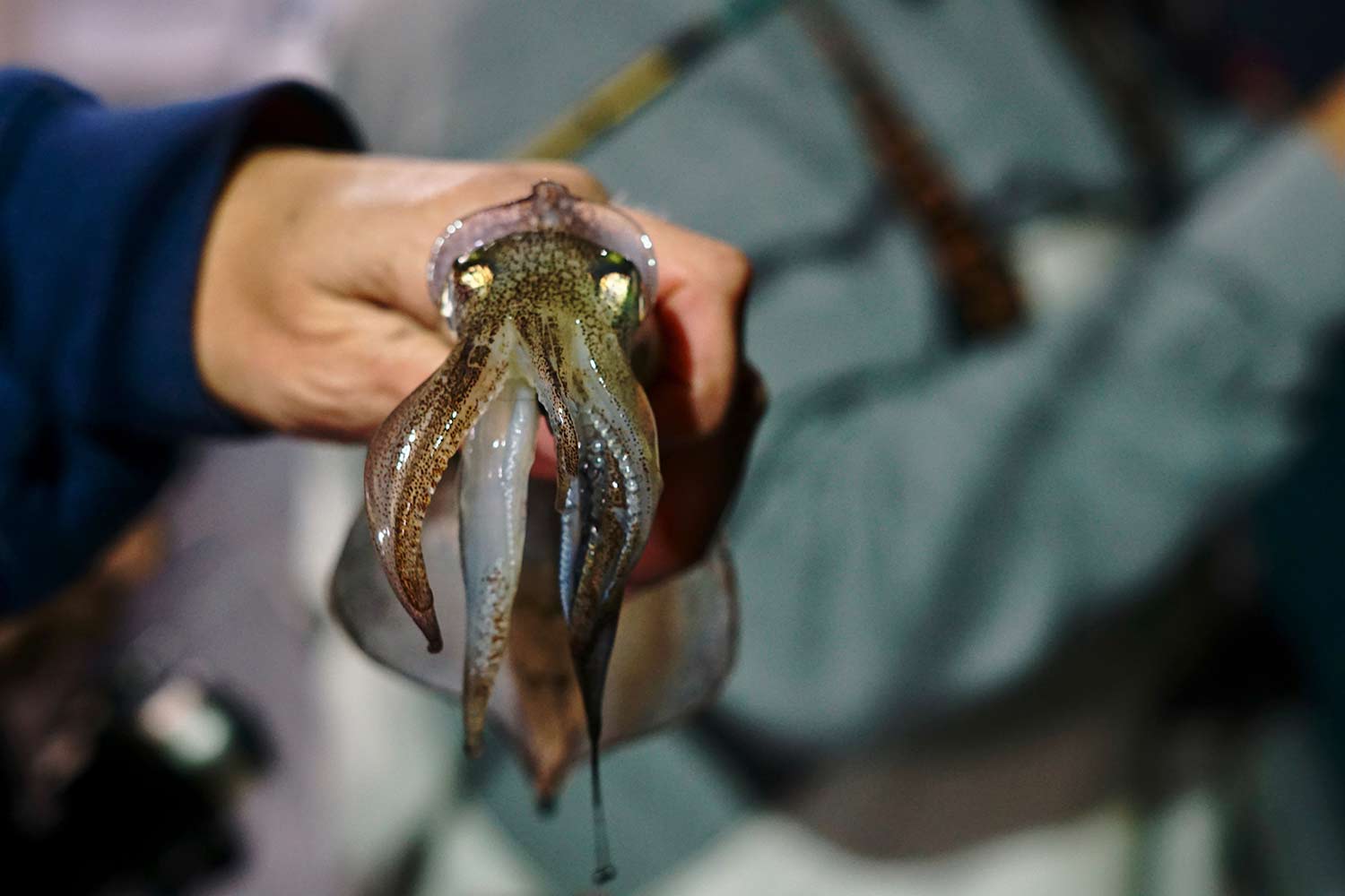 hand holding a loligo squid