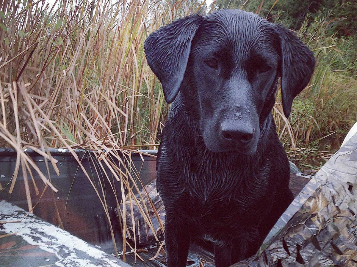 Image showcasing 8 Common Wild Plants That Are Poisonous to Your Dog