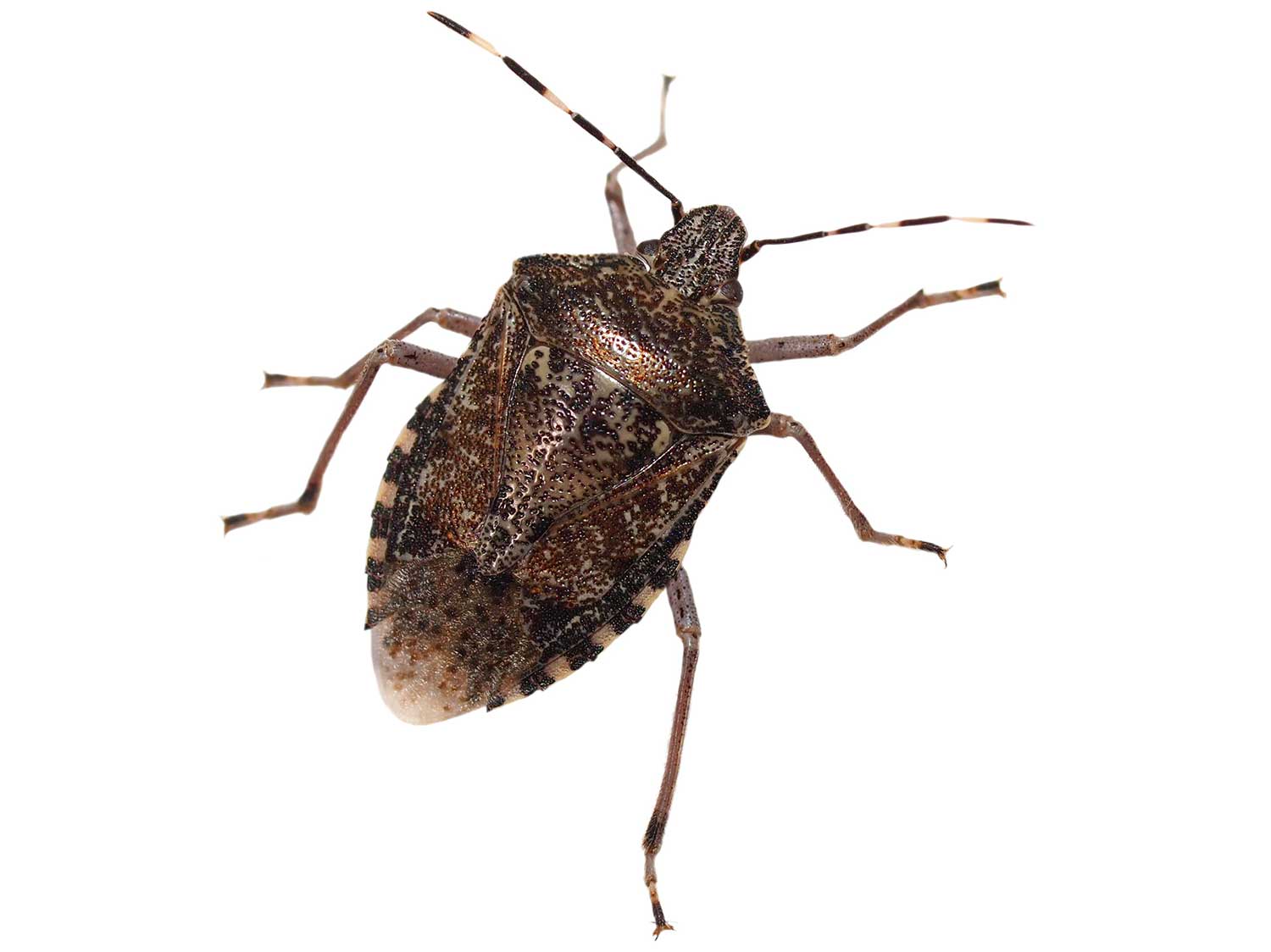 a brown marmorated stink bug