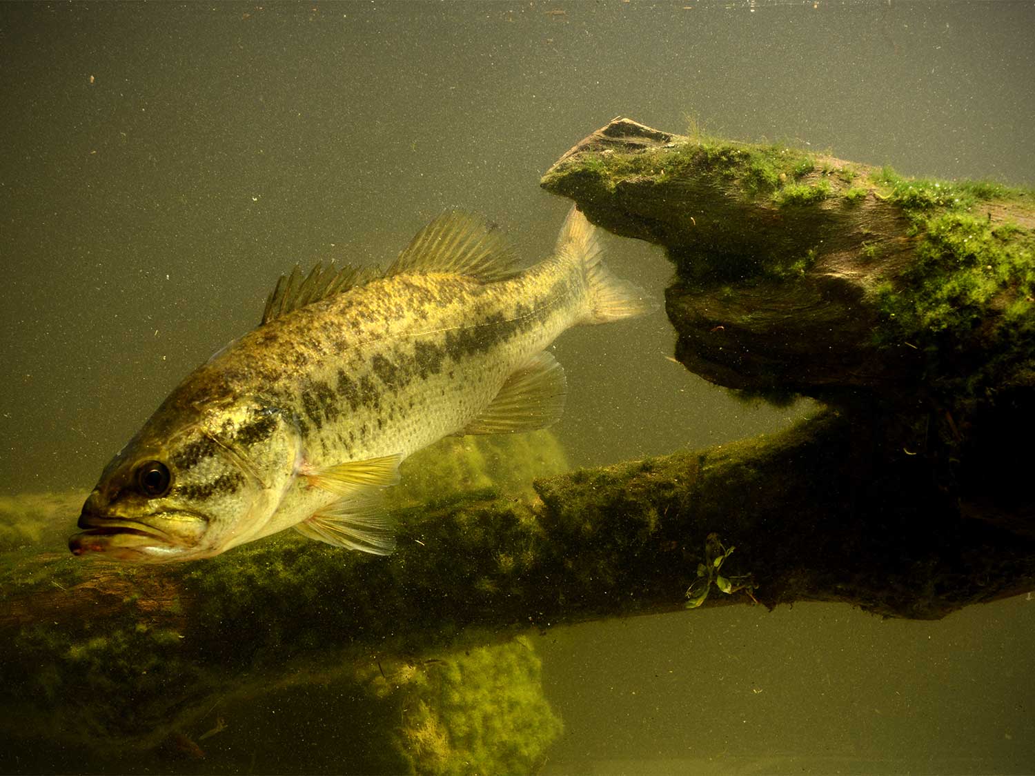 a big bass swimming through murky water