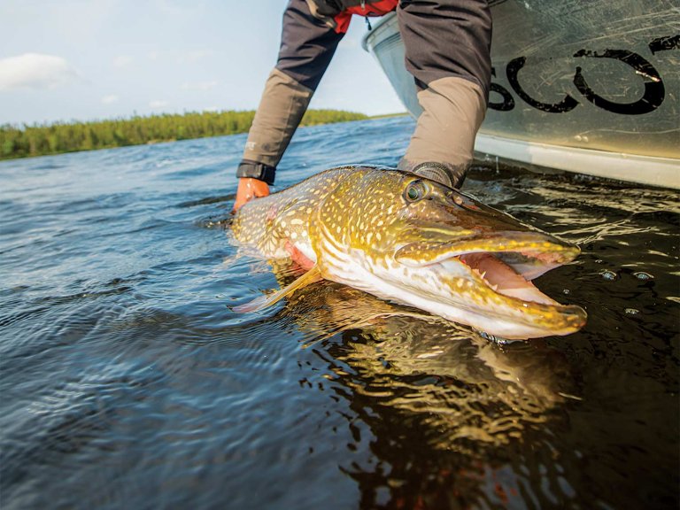 spotted pike fishing