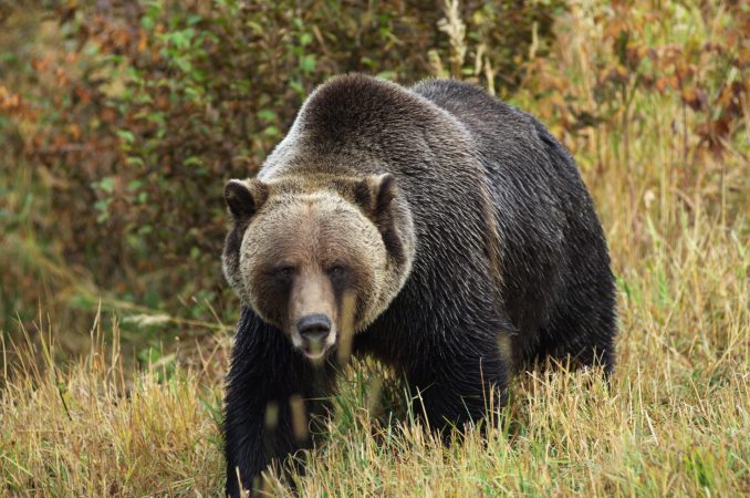 An Expert's Guide on How to Stay Alive in Grizzly Bear Country