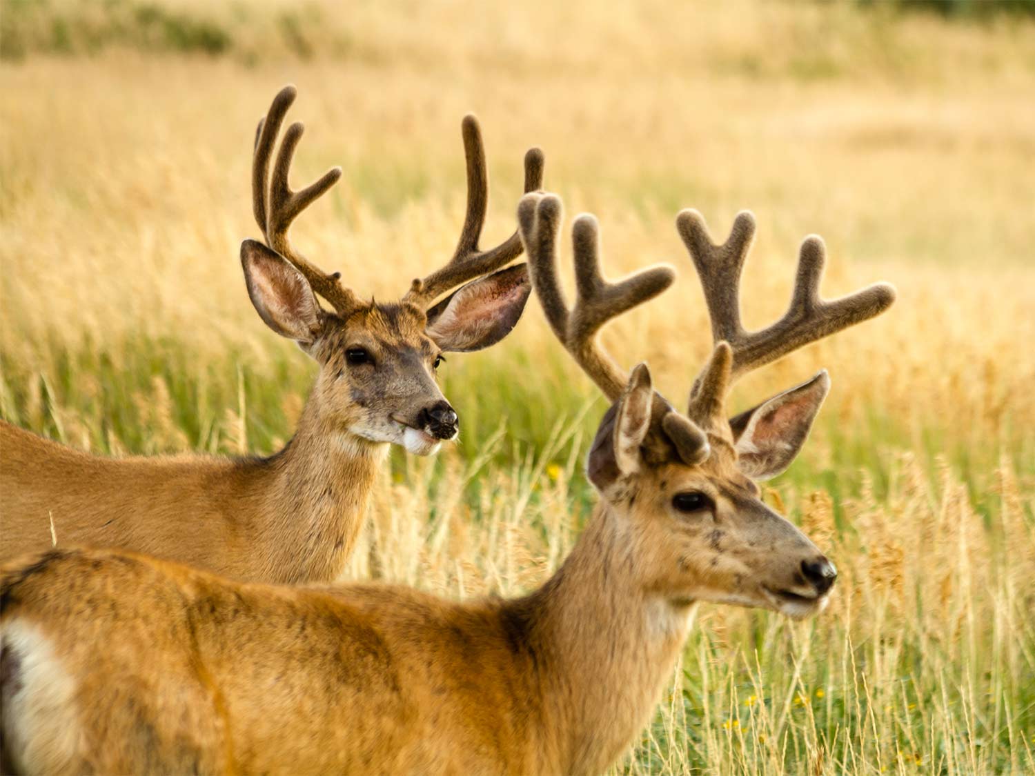 two mule deer bucks in full velvet