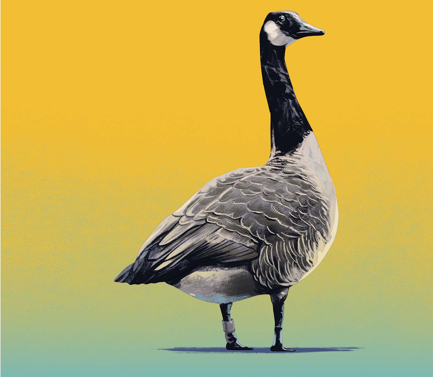 illustration of goose on a blue and yellow background