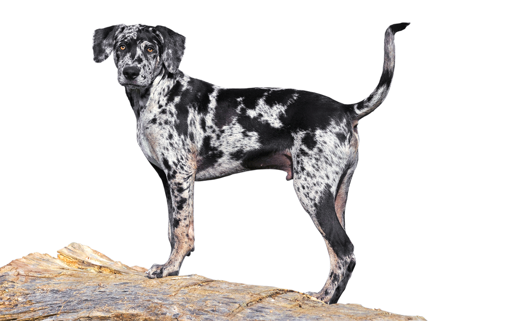 The Catahoula Leopard Dog of many names.