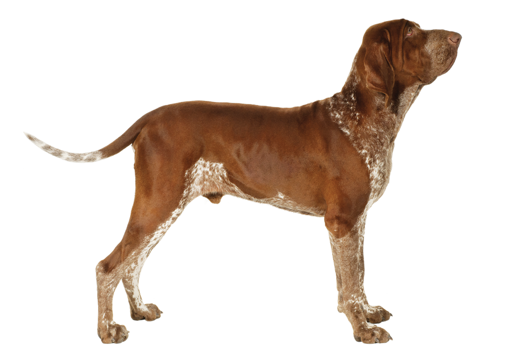 The exotic Bracco Italiano hunting dog.