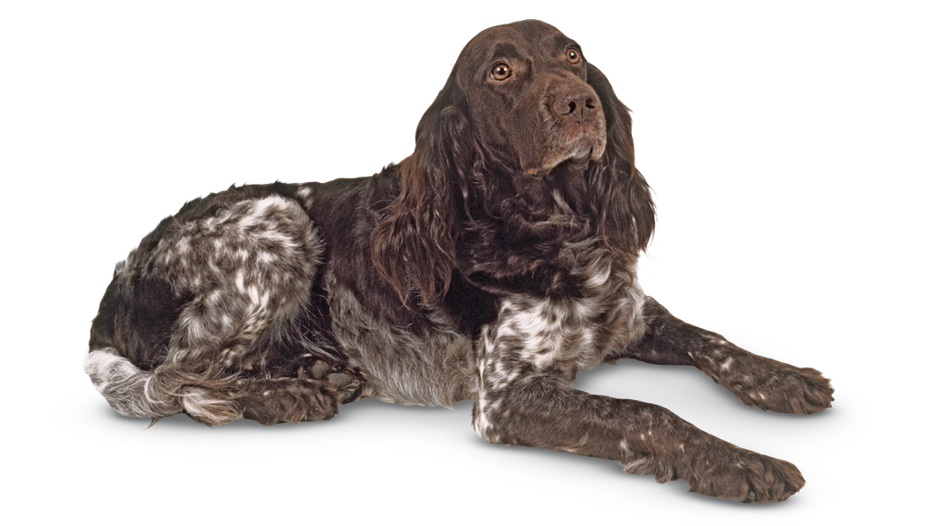 The Deutscher Wachtelhund is a stout hunting dog.