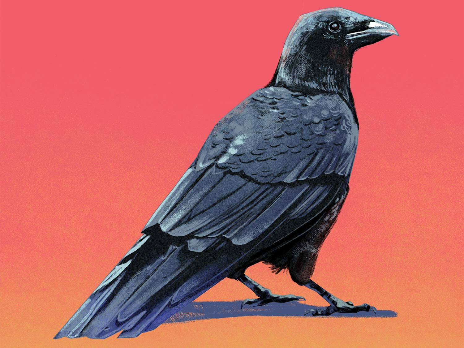 illustration of a black crow