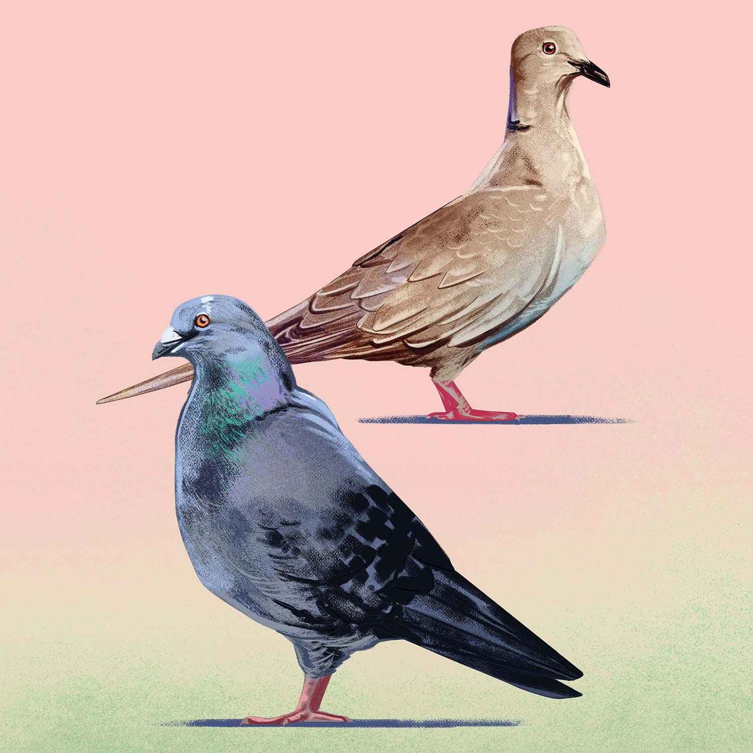 illustration of feral pigeons on a pink and green background