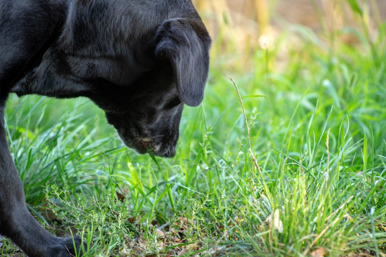 A Black Labrador Eating plants outside