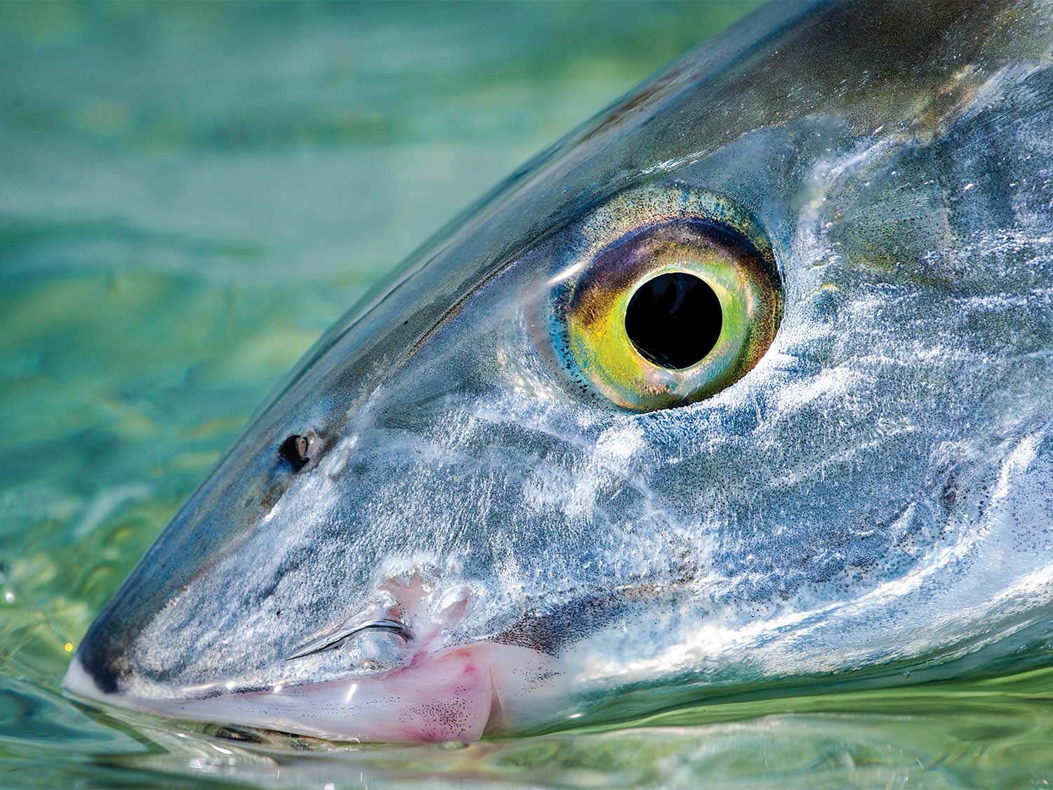 close up detail of a bonefish head and eye