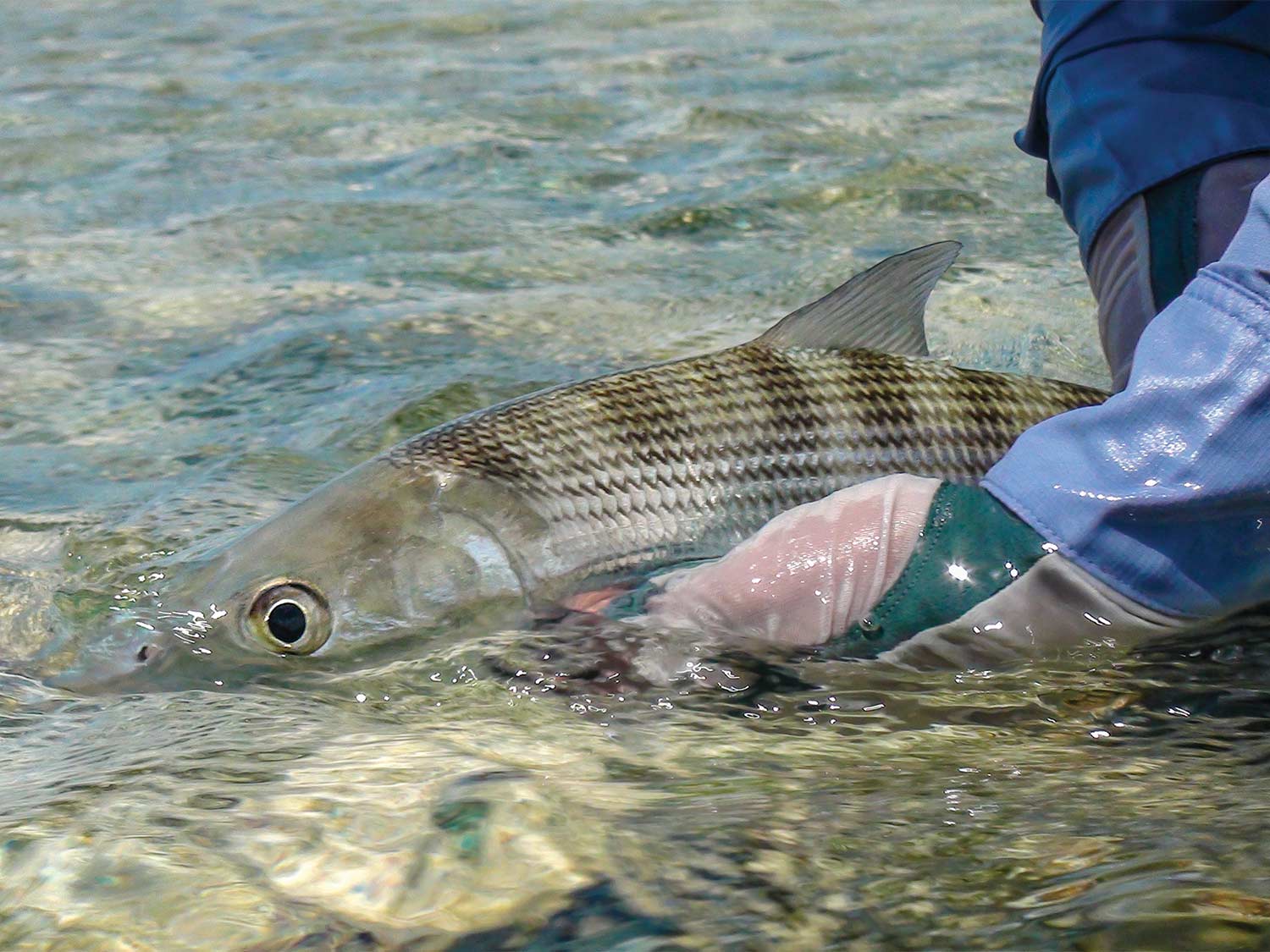 releasing a large bonefish in the Turneffe Flats