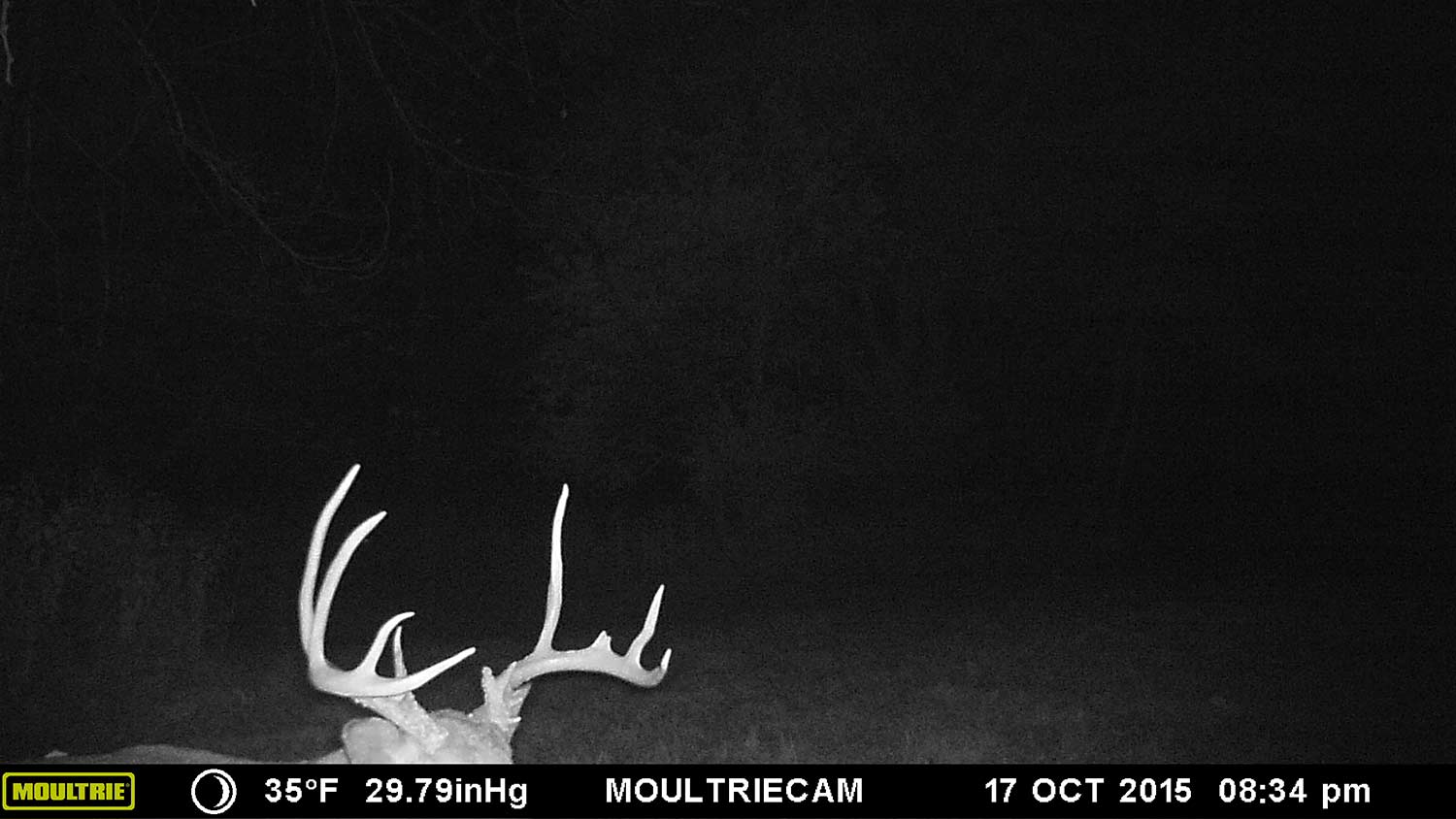 trail cam footage of buck horns at night