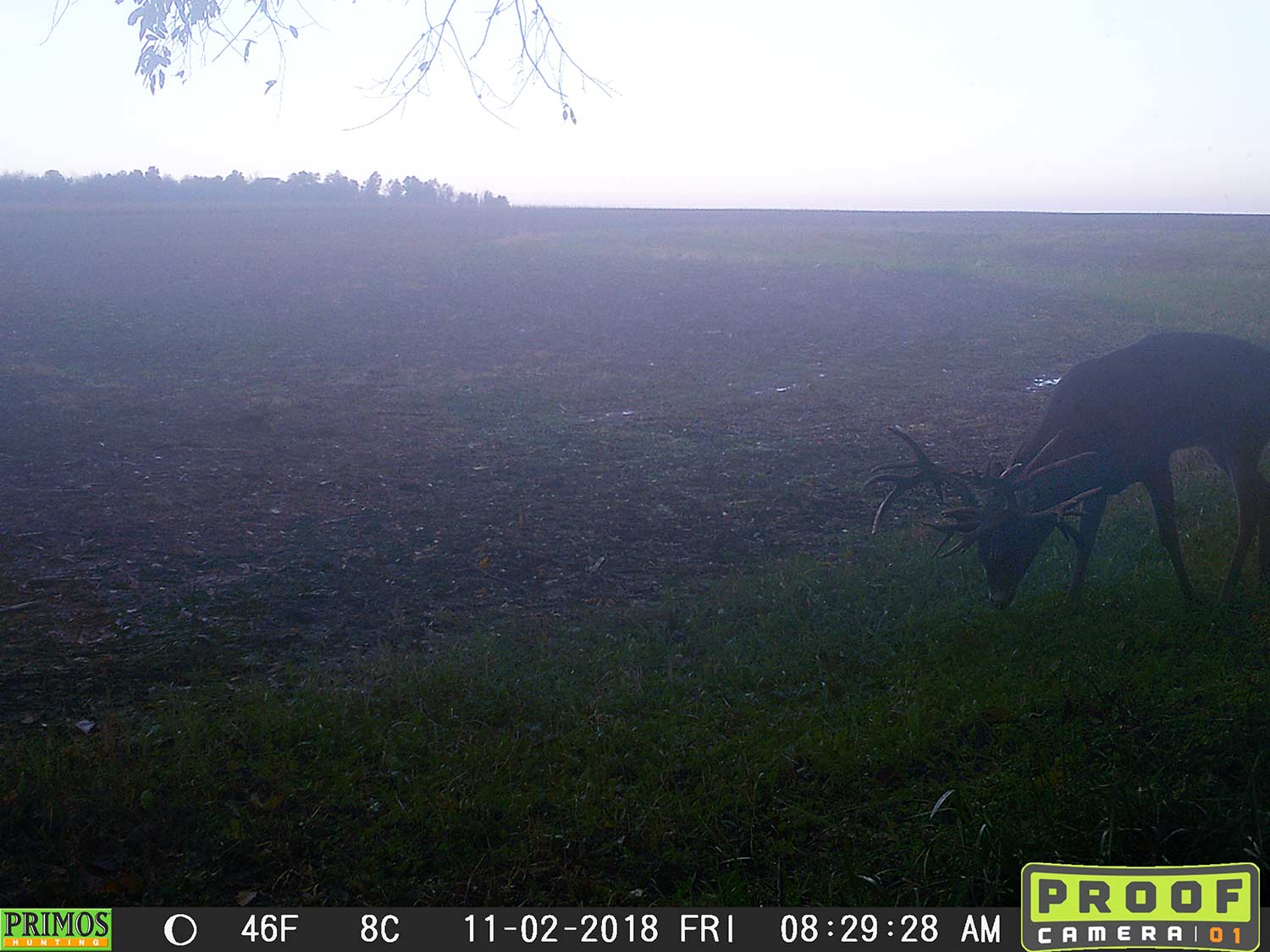 trail cam footage of a nontypical buck
