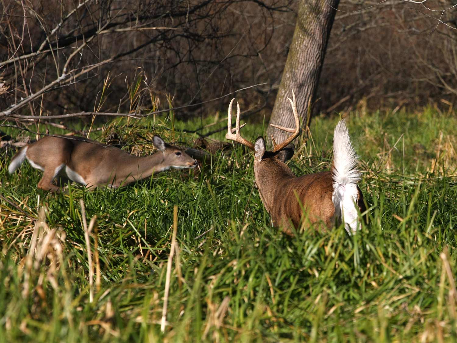 big buck chasing a doe in a field