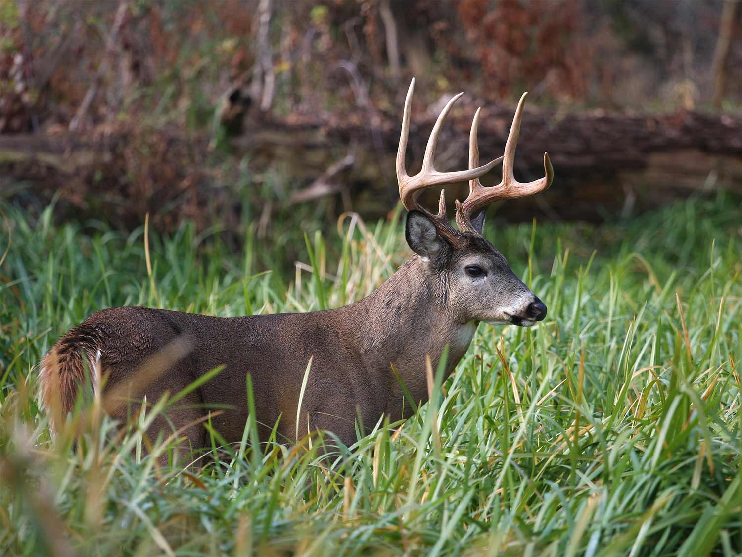 a whitetail buck lays in the grass