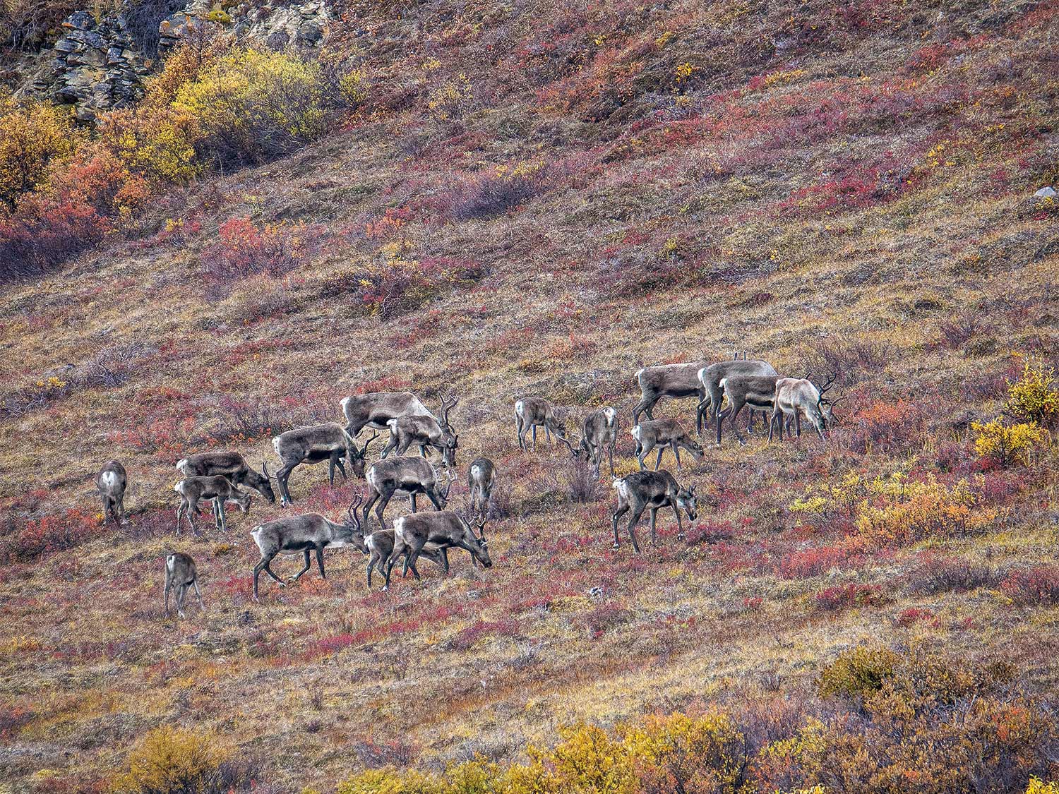 a herd of cows and calves feeding on an Alaskan hillside