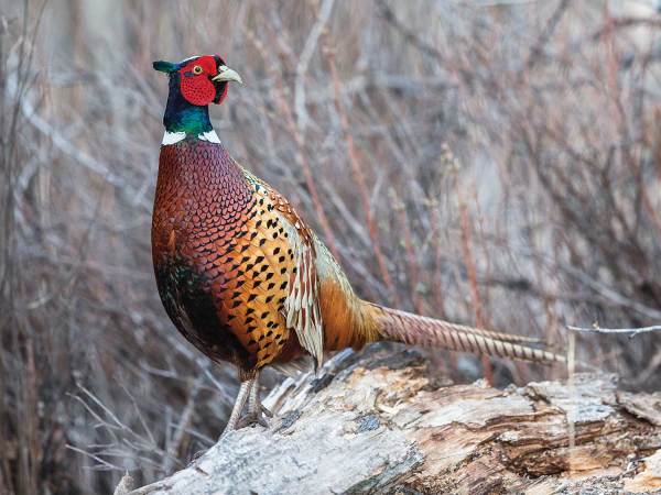 Better Agricultural Practices Could Mean More Pheasants in the Heartland