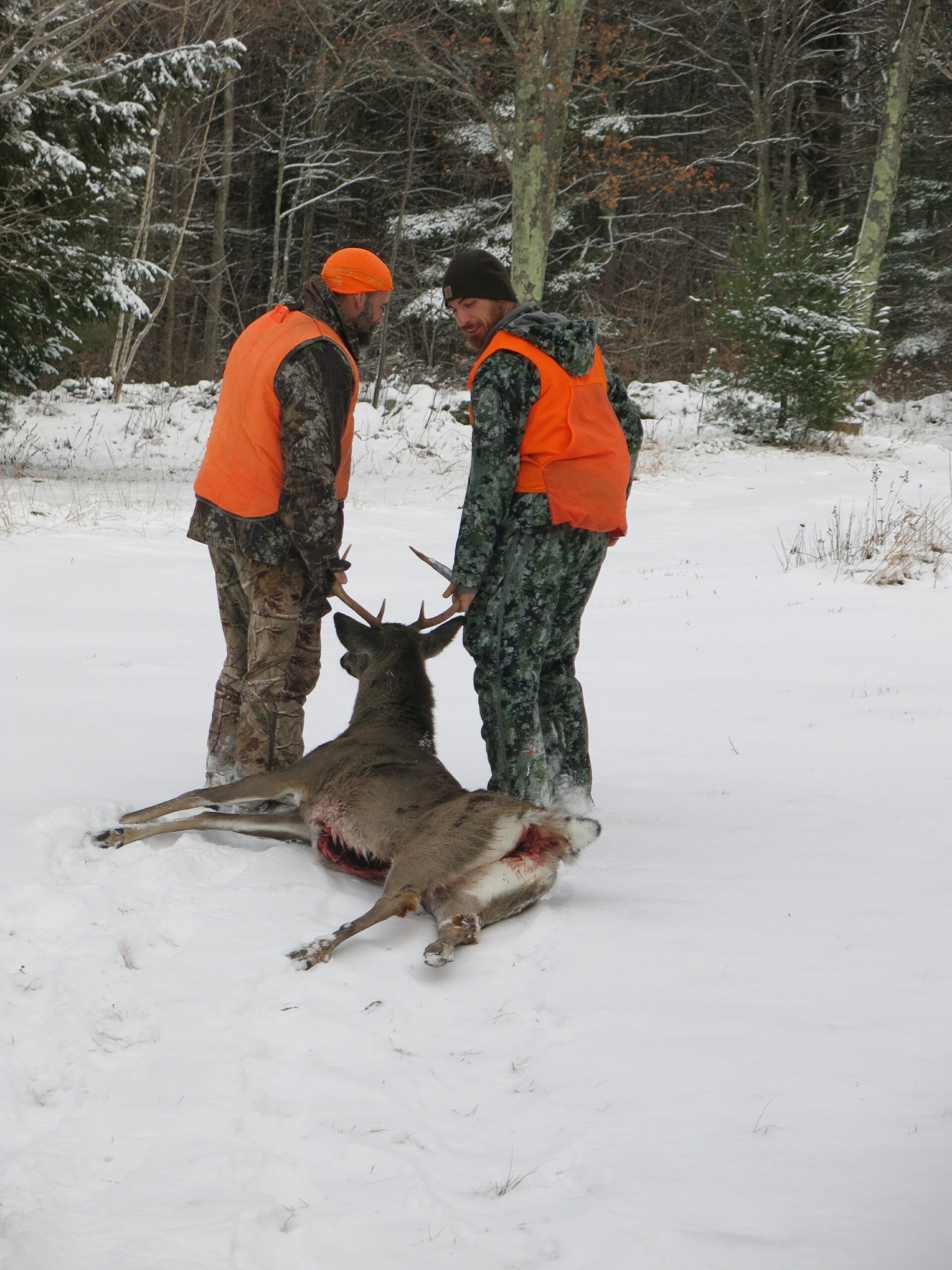 hunters dragging out a deer