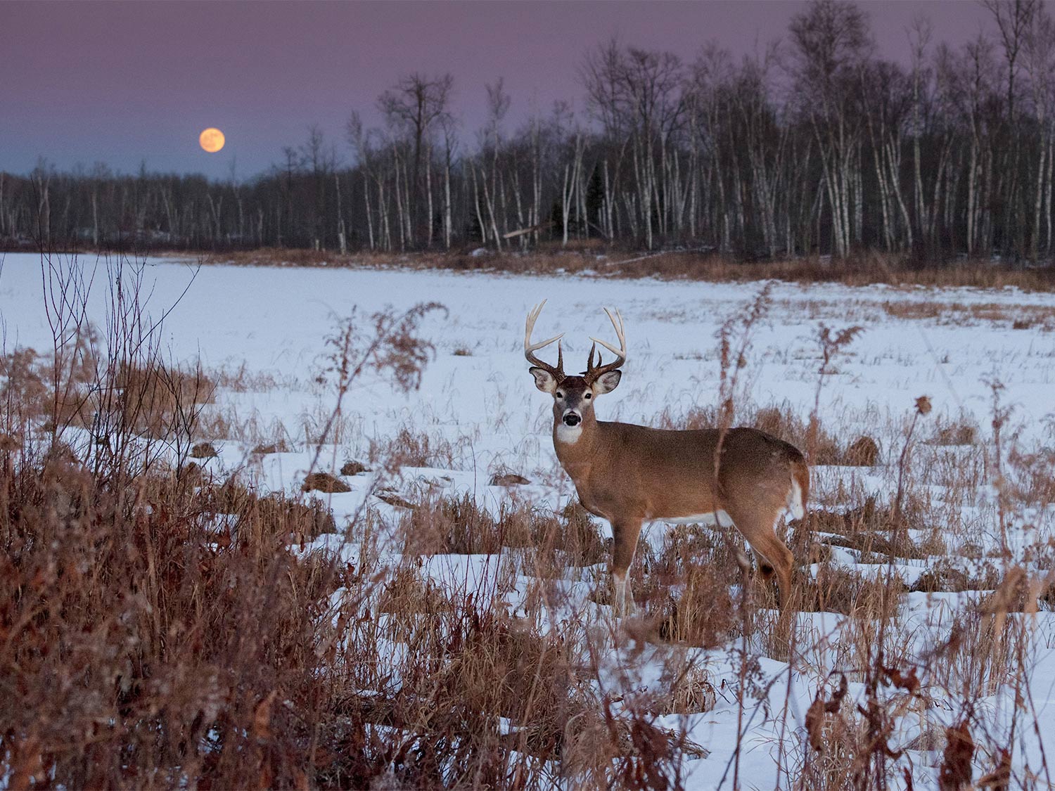 whitetail buck in the snow with the moon in the background.