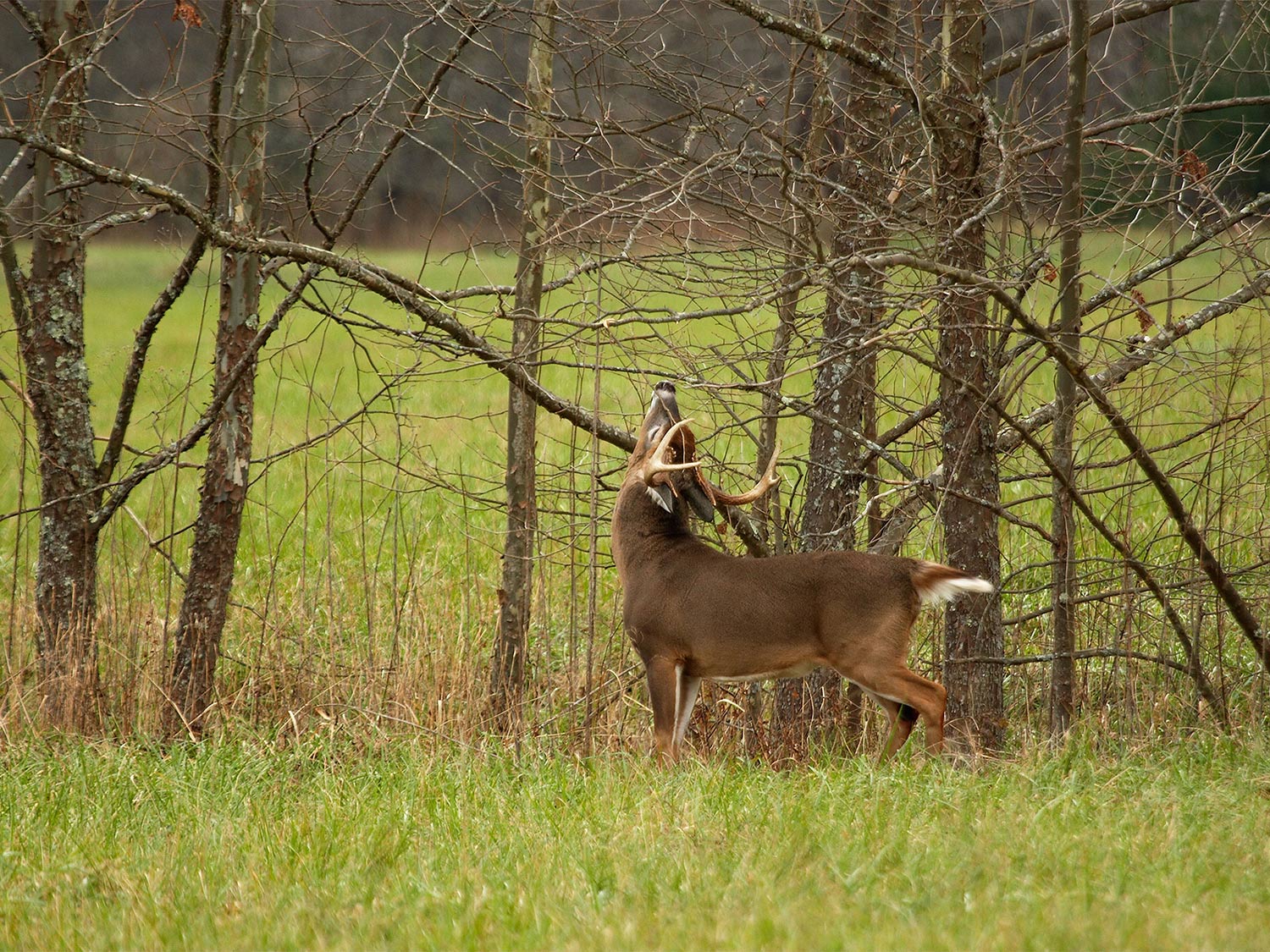 a buck rubbing on tree branches