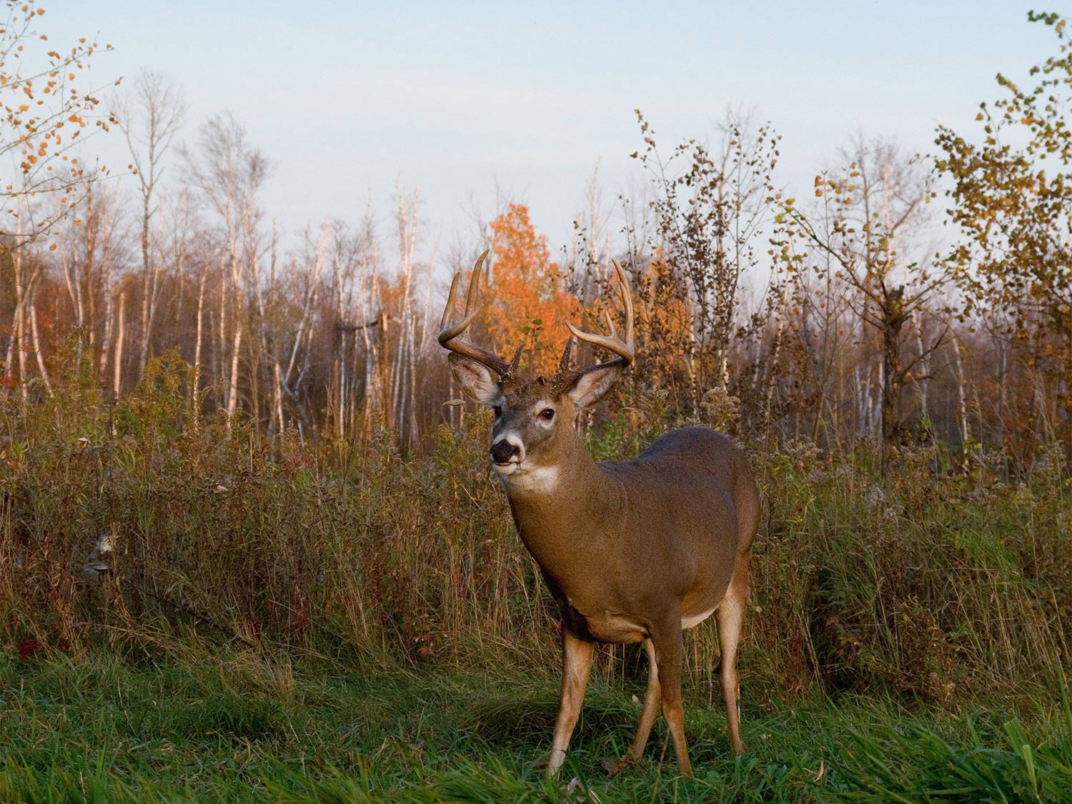 a buck standing in a field at midday
