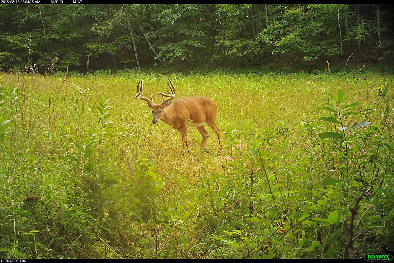 trail camera footage of a deer with full velvet antlers