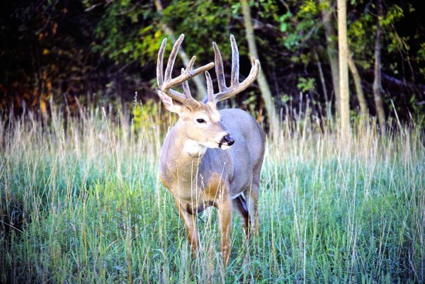 The 5 Best Ways to Scout a Mature Buck