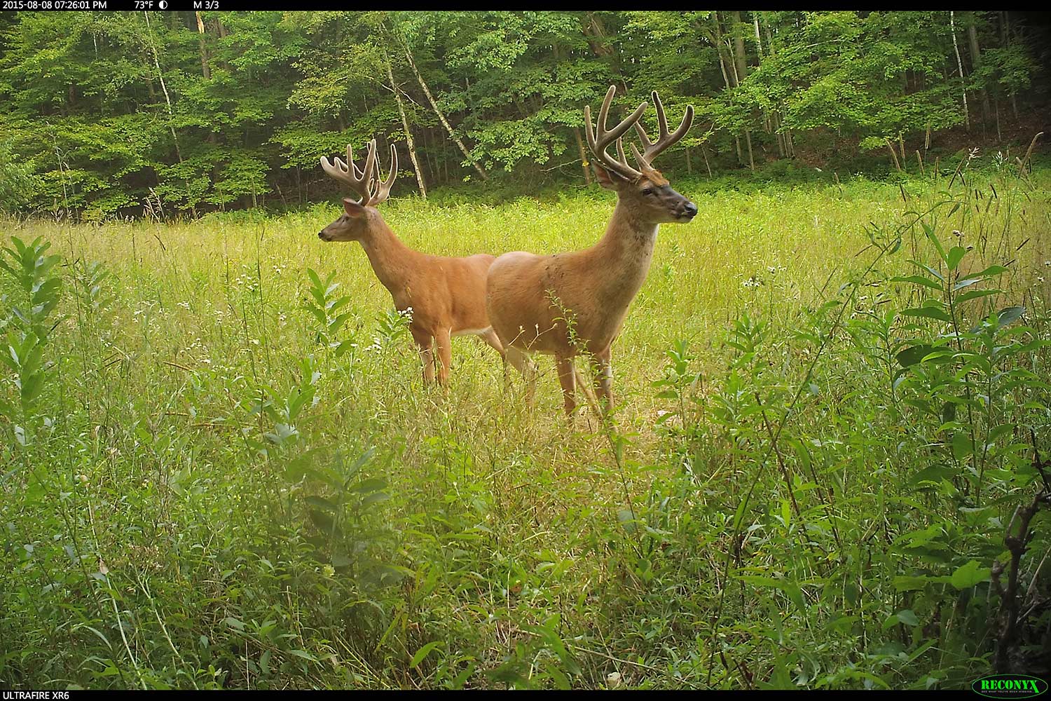 two bucks standing in a field of grass