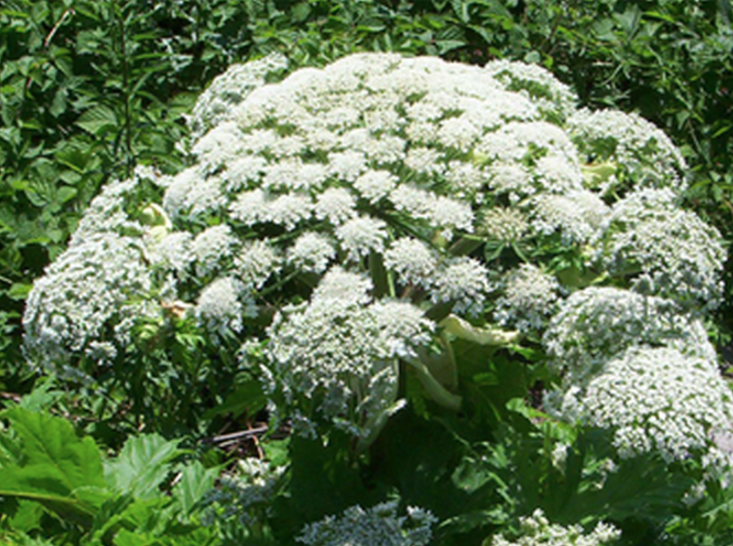 Giant hogweed is toxic on the skin.