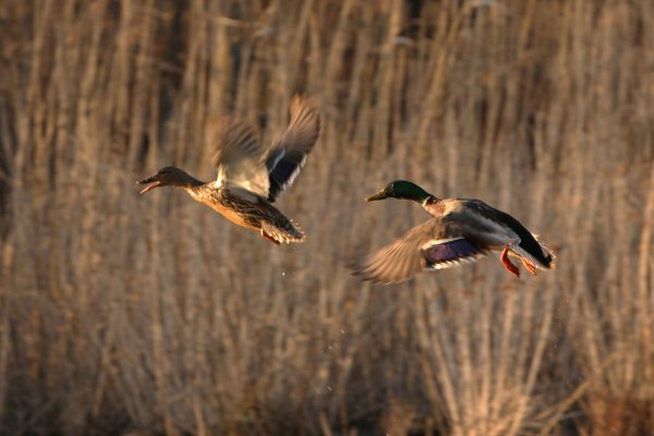 Mallard Limit Cut to 2 in the Atlantic Flyway. Will Duck Hunters Stay Home?