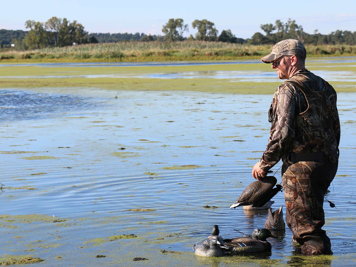 hunter wading in a lake placing duck decoys