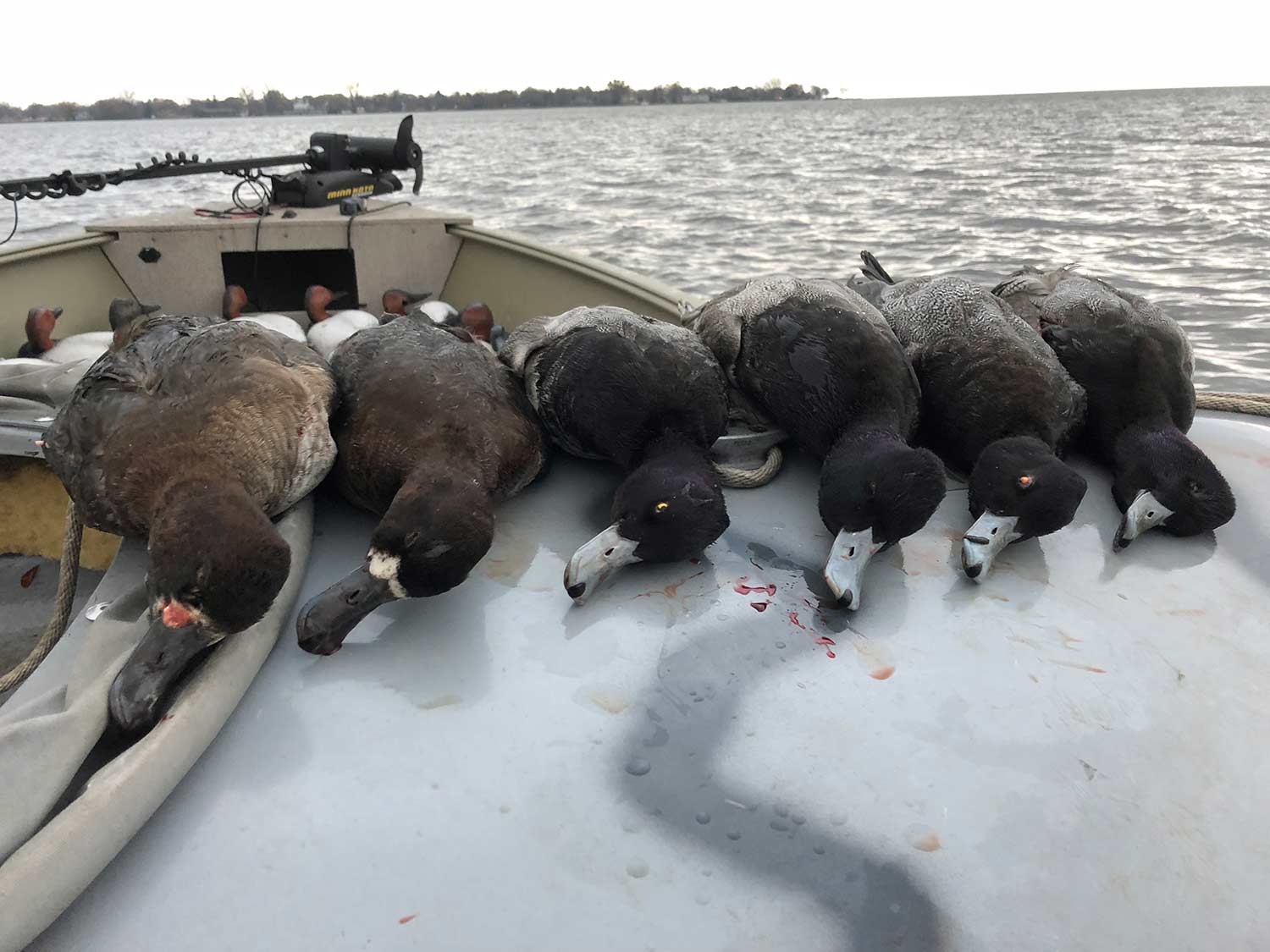 a limit of scaup ducks