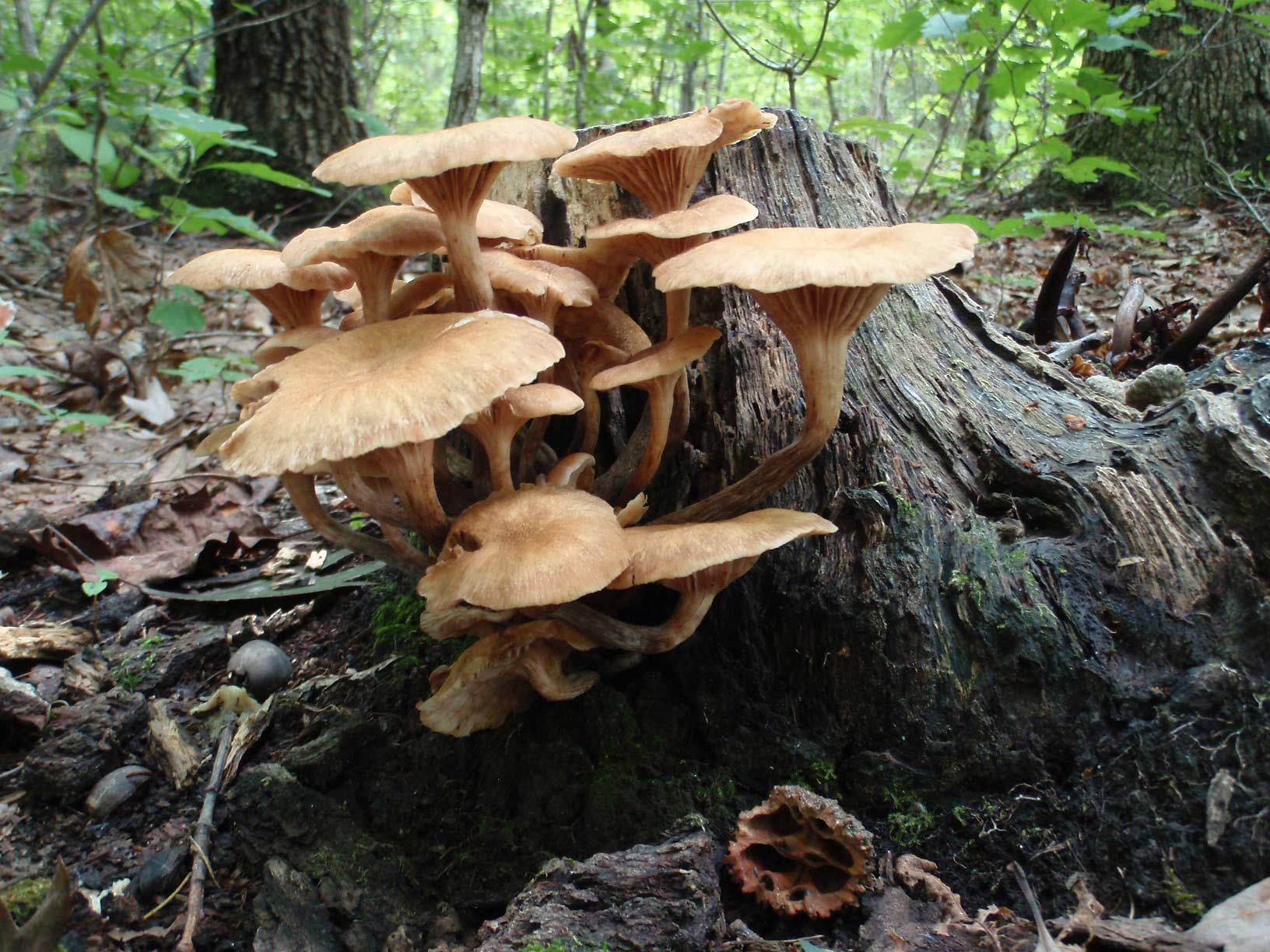 wild fungi growing on a tree stump