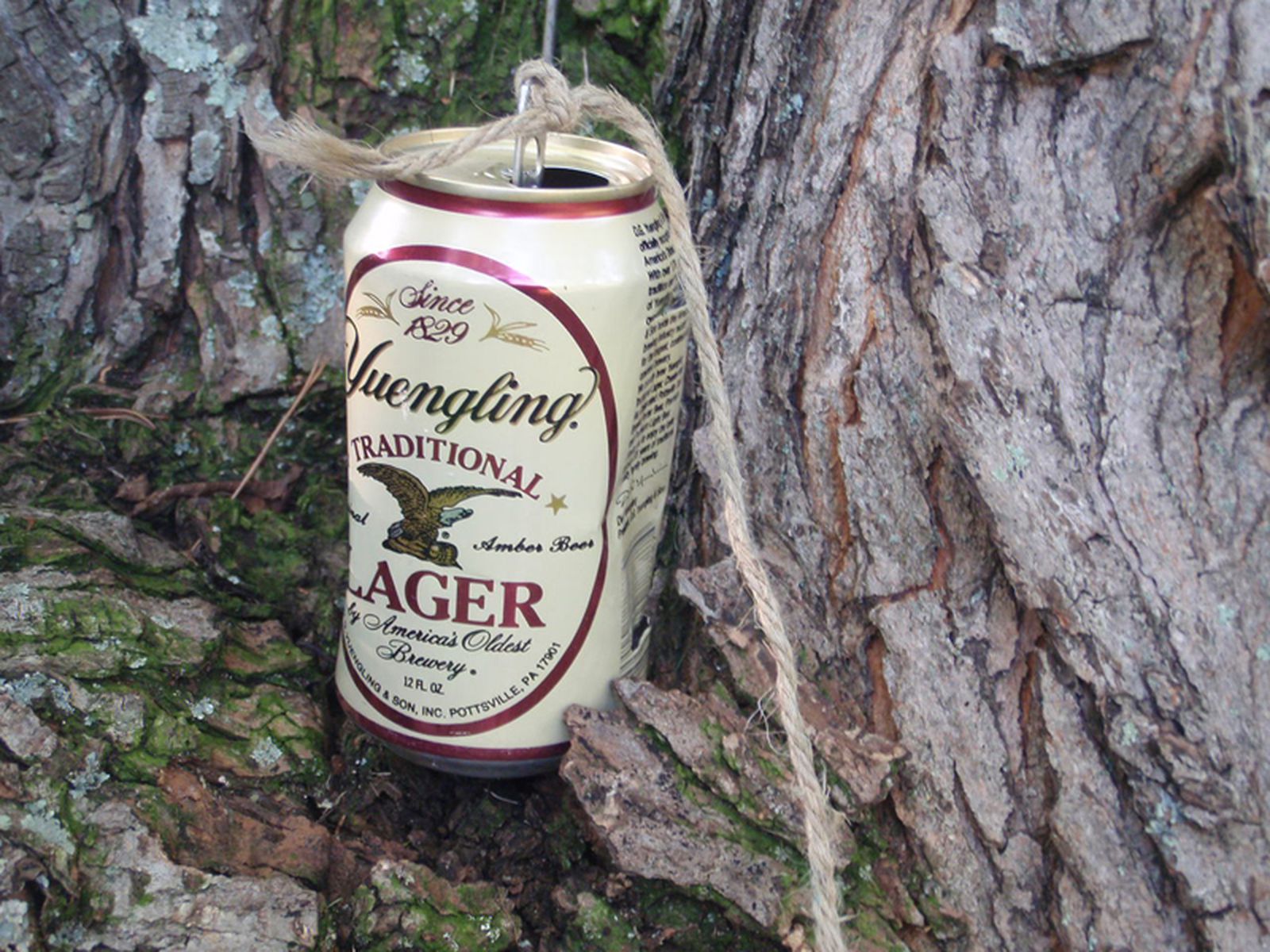 A can filled with rocks tied to a string, hanging from a tree.